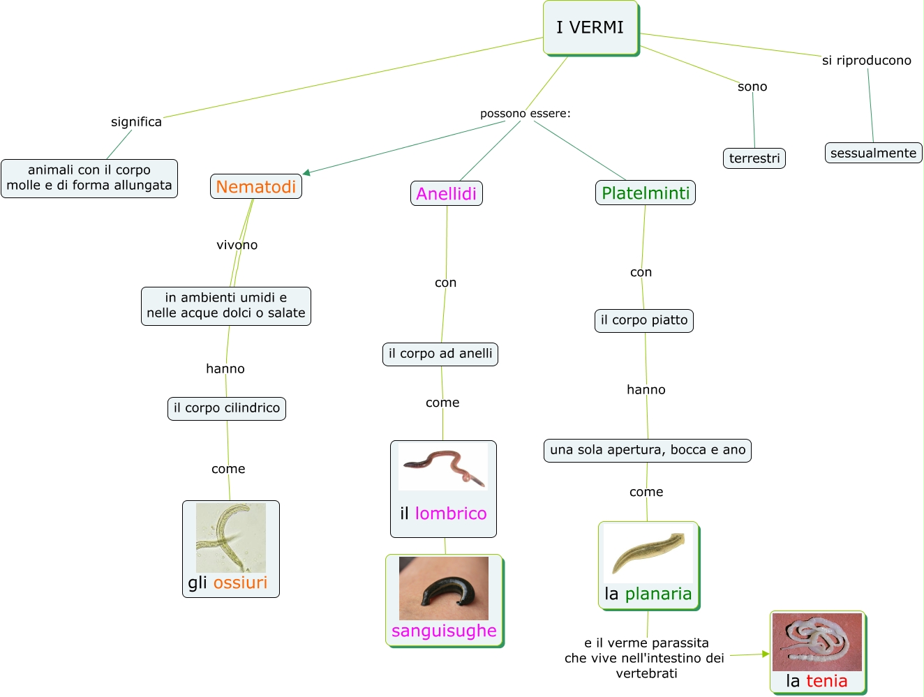 i-vermi-scienze